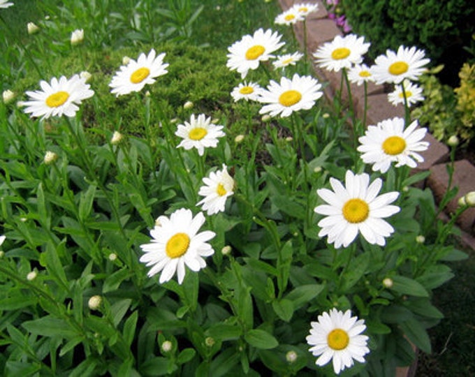 Alaska Shasta Daisy Seeds