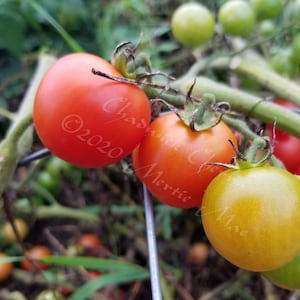 Chadwick Cherry Tomato Seeds -- Organically Grown, non-GMO, Heirloom, Made in Wisconsin - USA