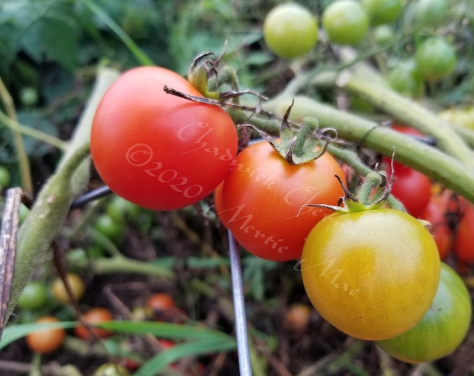 Chadwick Cherry Tomato Seeds -- Organically Grown, non-GMO, Heirloom, Made in Wisconsin - USA