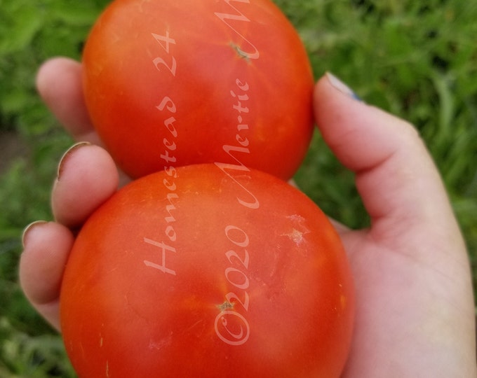 Homestead 24 Tomato Seeds -- Organically Grown, non-GMO, Heirloom, Made in Wisconsin - USA