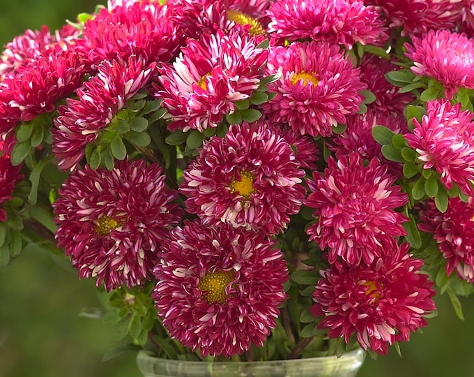 Matsumoto Red Aster Seed, non-GMO, Grown in the USA, Heirloom, Open-Pollinated