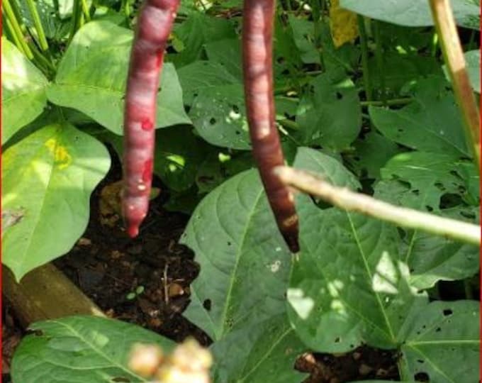 Knuckle Purple Hull Cowpea (Southern Pea) Seed