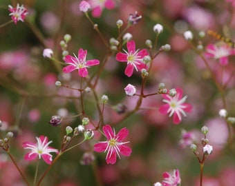 Deep Carmine Baby's Breath