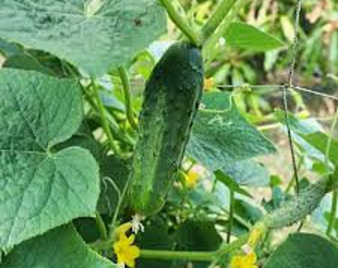 H19 Little Leaf Pickling Cucumber Seed