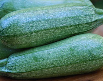 Gray Zucchini Seed -- Organically Grown, non-GMO, Heirloom, Made in Wisconsin - USA