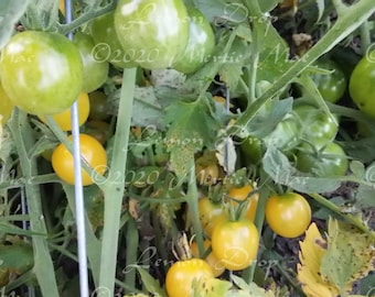Lemon Drop Tomato Seed -- Organically Grown, non-GMO, Heirloom, Made in Wisconsin - USA