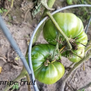 Marizol Purple Tomato Seeds Organically Grown, non-GMO, Heirloom, Made in Wisconsin USA image 3