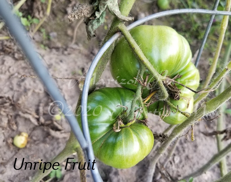 Marizol Purple Tomato Seeds Organically Grown, non-GMO, Heirloom, Made in Wisconsin USA image 3