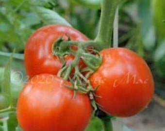 Red Sun Tomato Seeds -- Organically Grown, non-GMO, Heirloom, Made in Wisconsin - USA