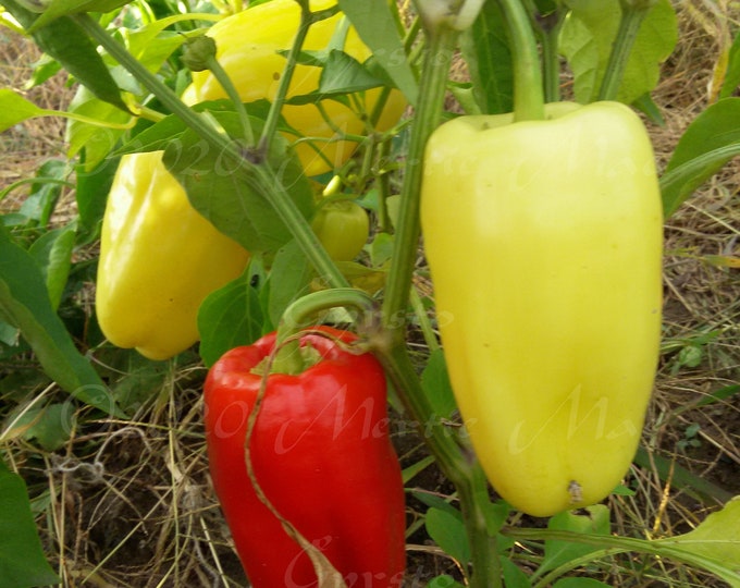 Gyrsto Sweet Pepper Seed