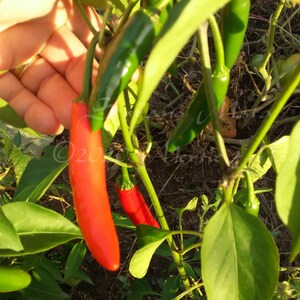 Serrano Mato Hot Pepper Seed