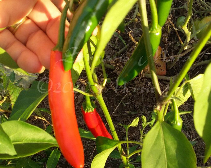 Serrano Mato Hot Pepper Seed