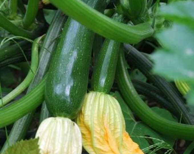 Dark Green Zucchini Seed