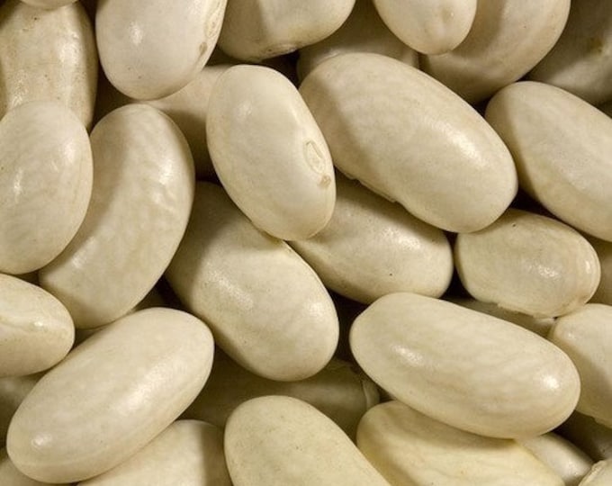 Drabo Bush Bean Seed
