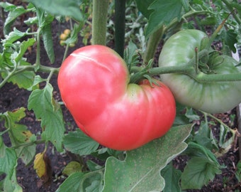 Ponderosa Pink Tomato Seeds -- Organically Grown, non-GMO, Heirloom, Made in Wisconsin - USA