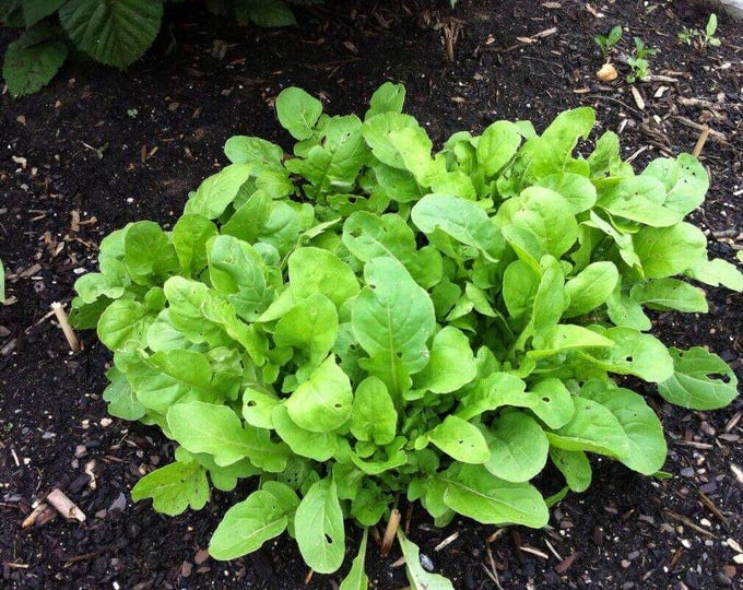 Balboa Arugula Seed | Various Packet Sizes | Eruca vesicaria | Organically Grown, Non-GMO, Grown in the USA