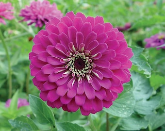 Royal Purple Zinnia Seeds -- Organically Grown, non-GMO, Heirloom, Made in Wisconsin - USA