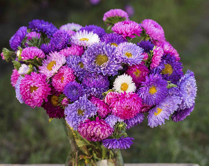 Our Favorites Mixed Aster Seeds, non-GMO, Grown in the USA, Heirloom, Open-Pollinated