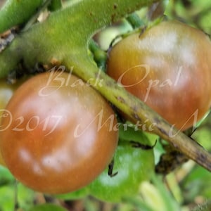 May include: Close-up of three brown tomatoes growing on a vine. The tomatoes are a dark brown color with a slight green tint. The vine is green and has brown stems. The text "Black Opal" is written on the vine.