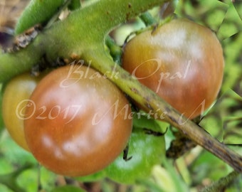 Black Opal Tomato Seed -- Organically Grown, non-GMO, Heirloom, Made in Wisconsin - USA