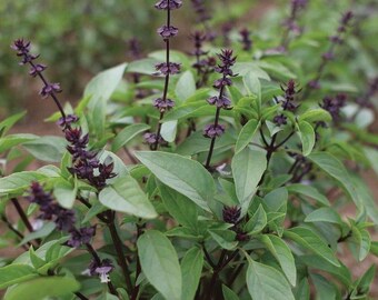 Clove Scented Basil Seed -- Organically Grown, non-GMO, Heirloom, Made in Wisconsin - USA