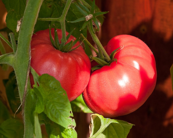 Brandywine (Sudduth's Strain) Tomato Seeds -- Organically Grown, non-GMO, Heirloom, Made in Wisconsin - USA
