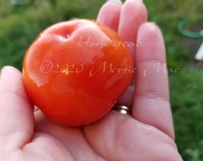 Homestead Tomato Seeds -- Organically Grown, non-GMO, Heirloom, Made in Wisconsin - USA