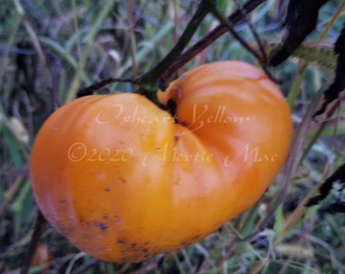 Oxheart Yellow Tomato Seeds -- Organically Grown, non-GMO, Heirloom, Made in Wisconsin - USA