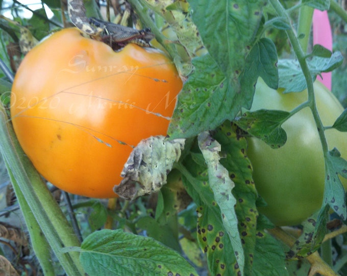 Sunray Tomato Seeds -- Organically Grown, non-GMO, Heirloom, Made in Wisconsin - USA