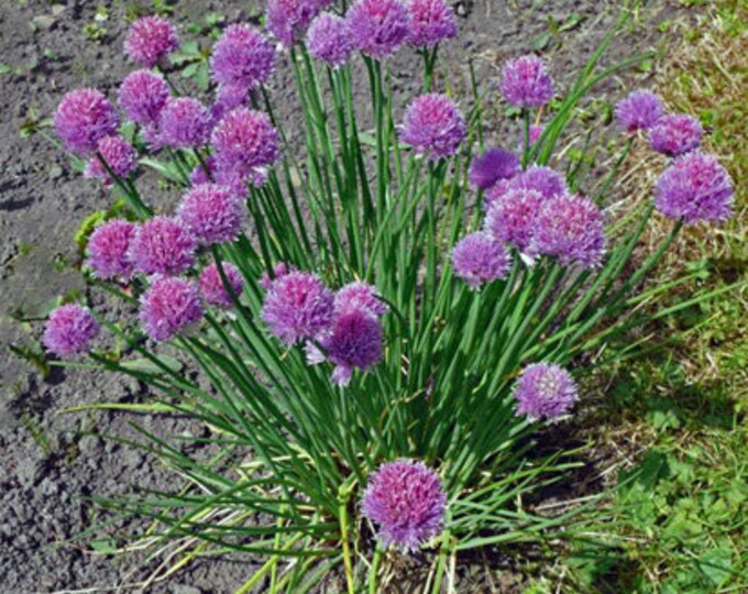 Common Chives Seed