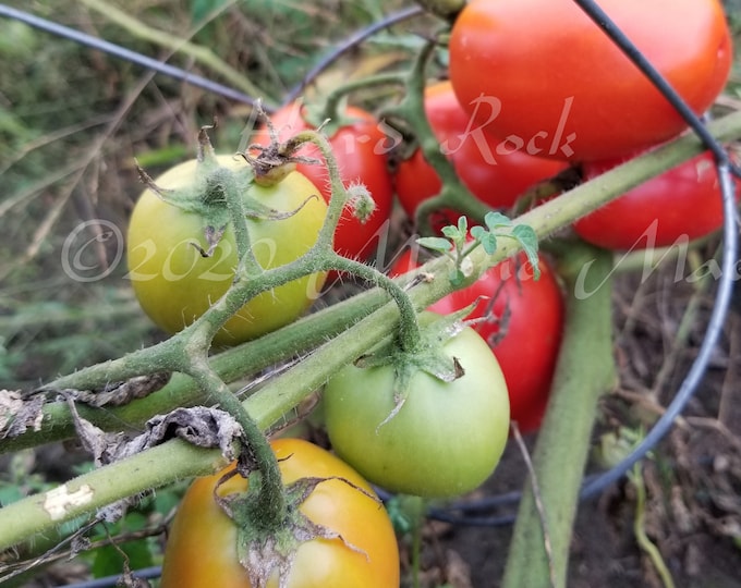 Hard Rock Tomato Seeds -- Organically Grown, non-GMO, Heirloom, Made in Wisconsin - USA