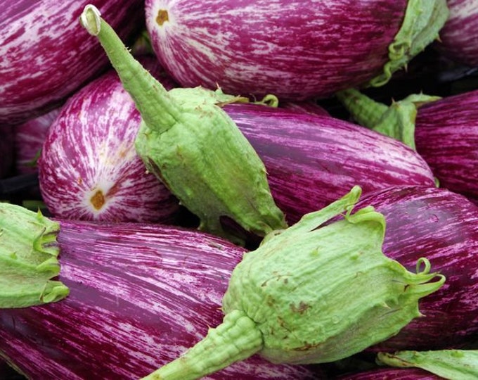Galaxy of Stars Eggplant Seeds