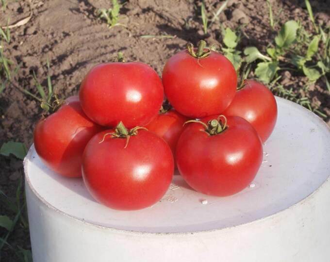 Wisconsin 55 Tomato Seeds -- Organically Grown, non-GMO, Heirloom, Made in Wisconsin - USA