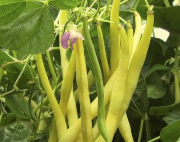 Pencil Pod Wax Bush Bean Seed, grown in Wisconsin, non-GMO, organic, sustainable