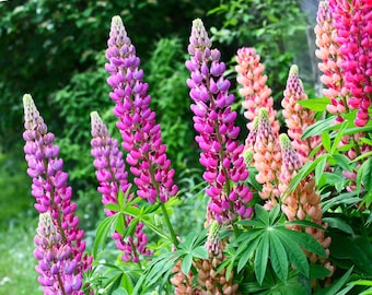 Russell Choice Blend Lupine Seeds