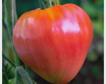 Giant Oxheart Tomato Seed