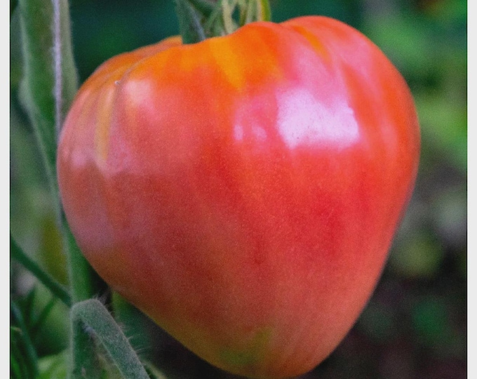 Giant Oxheart Tomato Seed