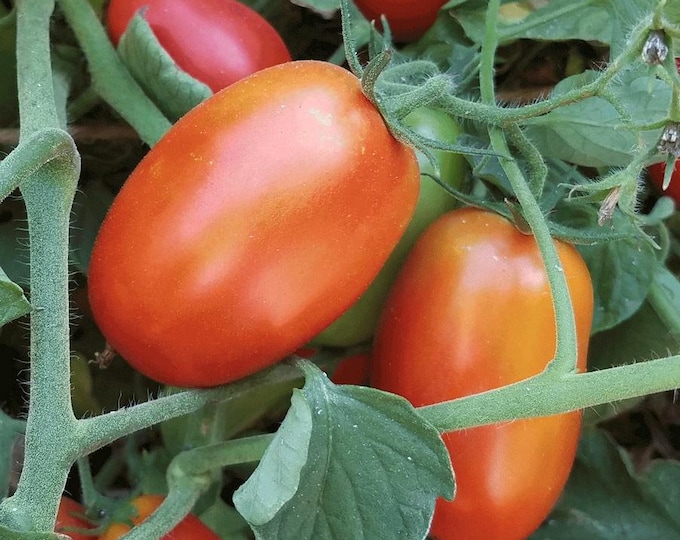 Sausage Tomato Seeds -- Organically Grown, non-GMO, Heirloom, Made in Wisconsin - USA