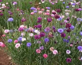 Tall Blend Bachelor's Button Seeds