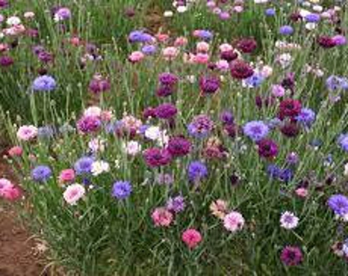 Tall Blend Bachelor's Button Seeds