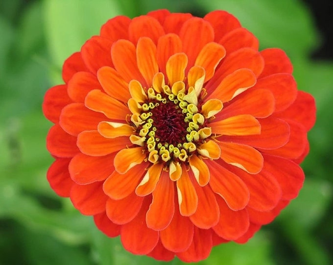 Orange King Zinnia Seeds -- Organically Grown, non-GMO, Heirloom, Made in Wisconsin - USA