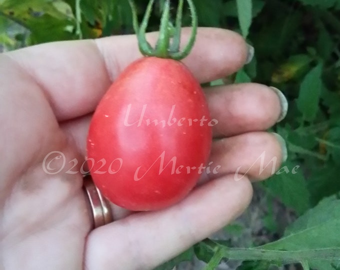 Umberto, AKA King Humbert, Tomato Seeds -- Organically Grown, non-GMO, Heirloom, Made in Wisconsin - USA