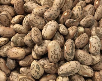 Quincy Pinto Bean Seed