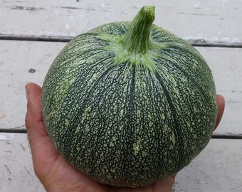 Round Zucchini Seed