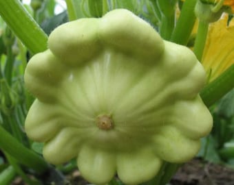 Patisson Panache Jaune et Verte Scallop Summer Squash Seeds -- Organically Grown, non-GMO, Heirloom, Made in Wisconsin - USA