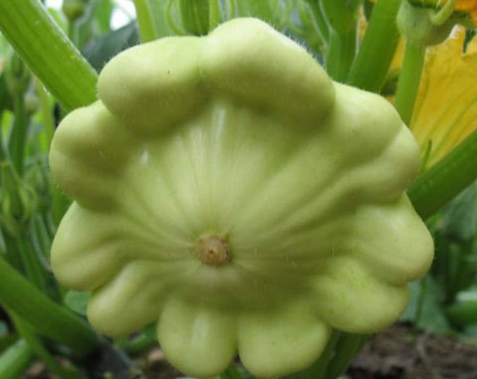 Patisson Panache Jaune et Verte Scallop Summer Squash Seeds -- Organically Grown, non-GMO, Heirloom, Made in Wisconsin - USA