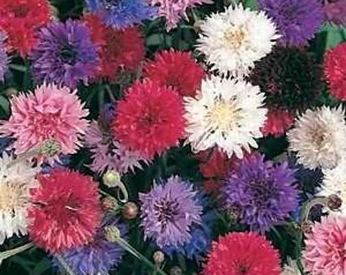 Polka Dot Blend Bachelor's Button Seeds -- Organically Grown, non-GMO, Heirloom, Made in Wisconsin - USA