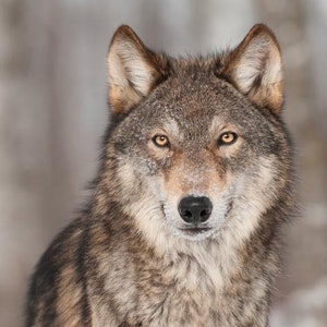 Decoupage-Servietten | Grauer Wolf | Tier Servietten | Wild Servietten | Papierservietten für Decoupage