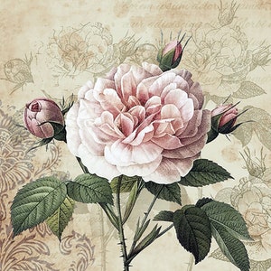 Tovaglioli per decoupage / Rosa rosa vintage / Tovaglioli Abraham Darby'Rose / Tovaglioli a fiori / Tovaglioli romantici / Tovaglioli di carta per decoupage