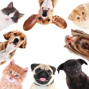 4 servilletas de papel para decoupage con diseño de perros y amigos.